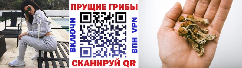 Псилоцибиновые грибы Psilocybe  Ульяновск 